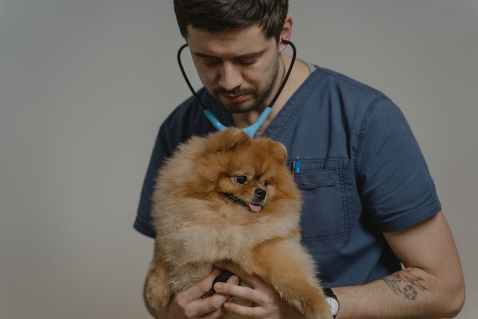 Veterinar pregledava ljubimca u ambulanti